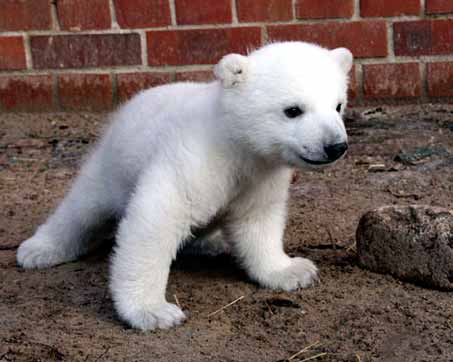 knut-baby-polar-bear2.jpg