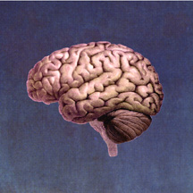 Brain.jpg