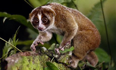 Slow-Loris-001.jpg