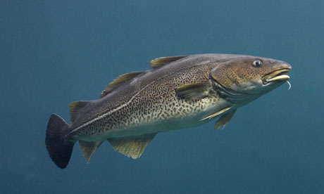 Atlantic-cod-swimming-008.jpg