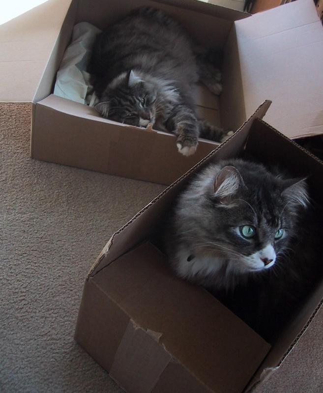 catsInBoxespt.jpg