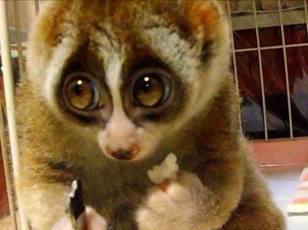 youll-want-a-slow-loris-as-a-pet-after-you-watch-this-adorable-video.jpg