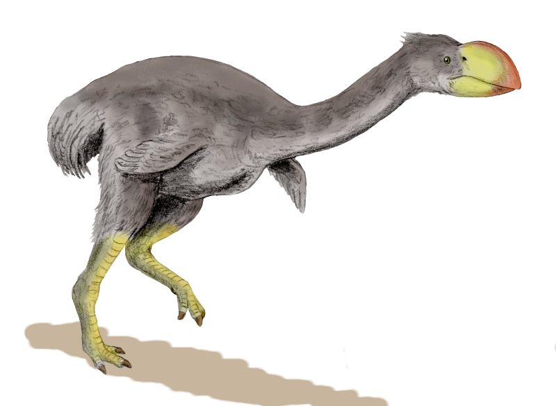 Dromornis_BW.jpg