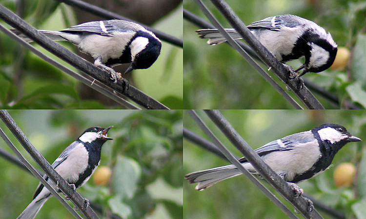 Great_Tit_C.jpg