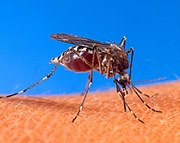 180px-Aedes_aegypti_biting_human.jpg