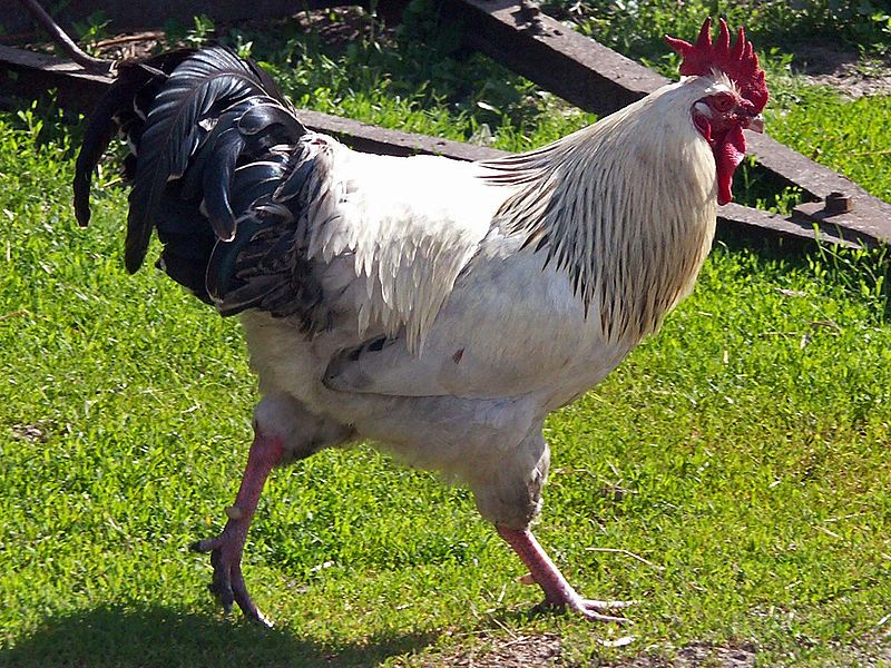 800px-Rooster_1_AB.jpg