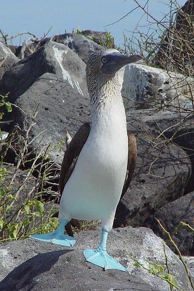 399px-Blue-footed_Booby_%28Sula_nebouxii%29_-one_leg_raised.jpg