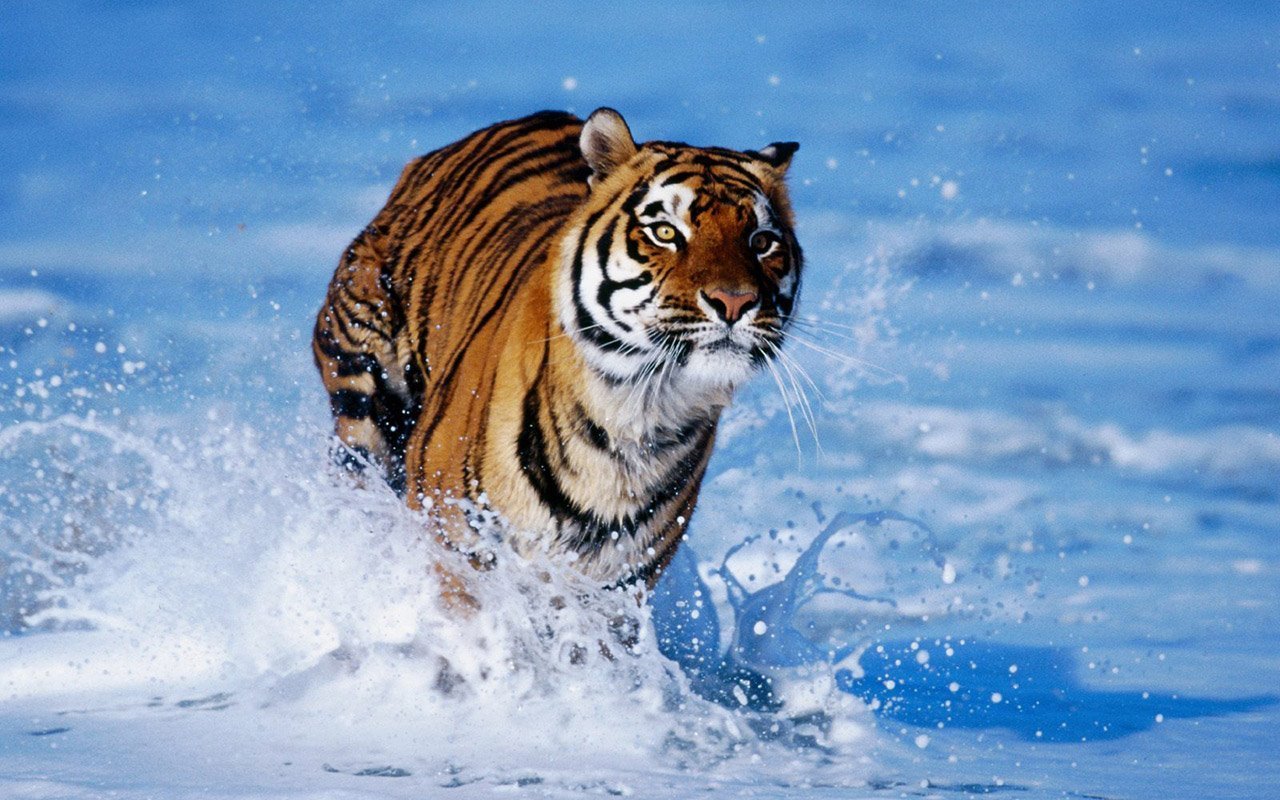 tiger-tigers-5091123-1280-800.jpg