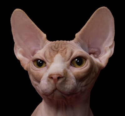 Sphynx-Cat.jpg