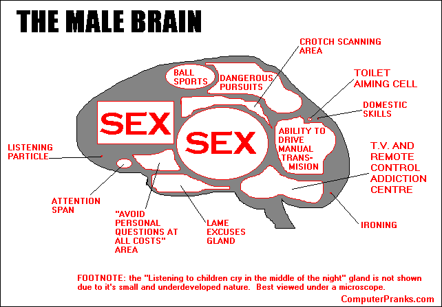 malebrain.gif