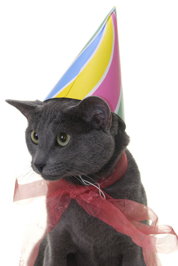 Cat_birthday.jpg