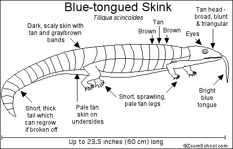 Bluetonguedskink_bw.GIF