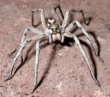 wolf_spider.jpg