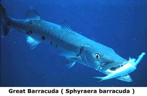 fish-great-barracuda.jpg
