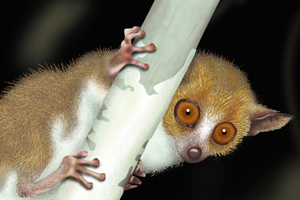 lemur_crop.jpg