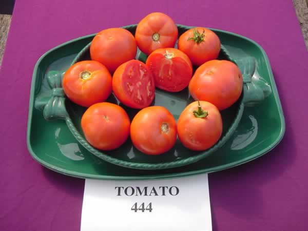 Tomato%20444.jpg