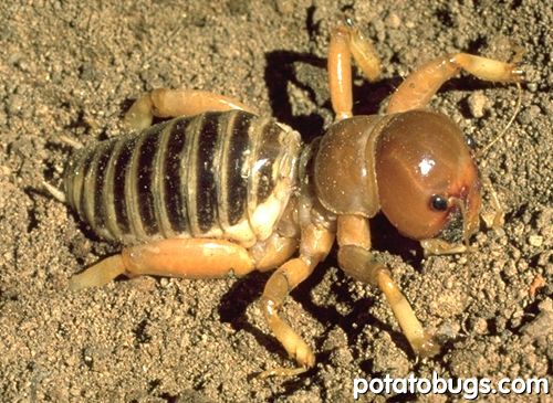 potatobug_03.jpg