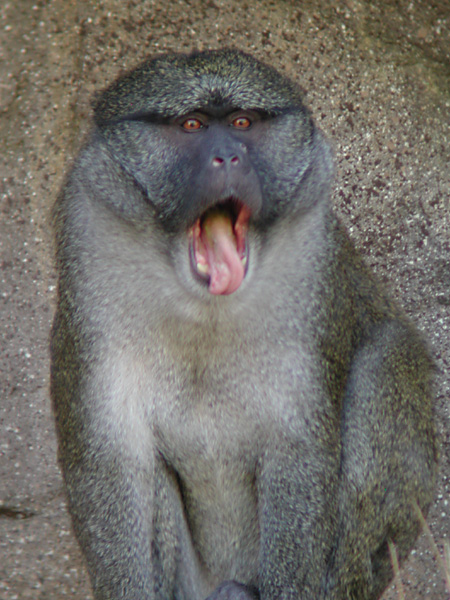 3074-yawning-monkey.jpg