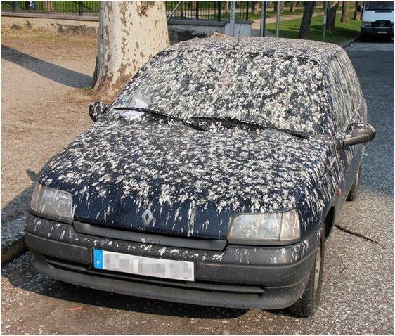 car-bird-poop.jpg
