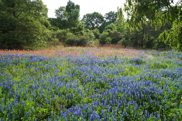 Bluebonnets%209.jpg