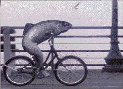 A_Fish_Needs_a_Bicycle.jpg