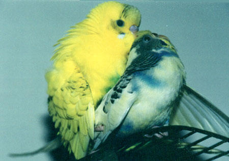 parakeet-sex.jpg
