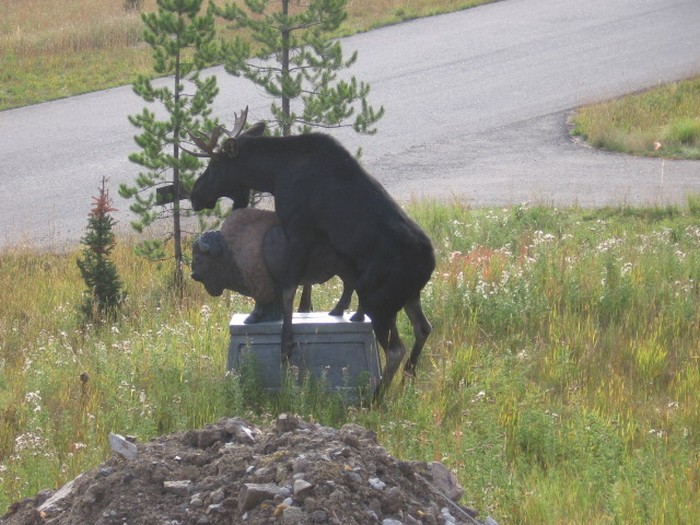 moose-humping-statue-03.jpg