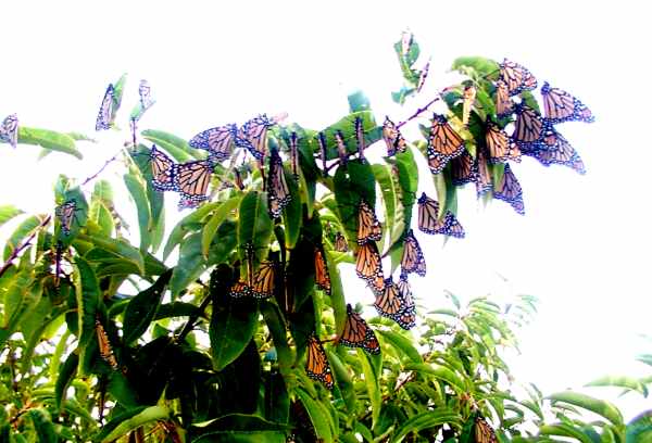0901.monarch.butterflies.mosq%20is.jpg
