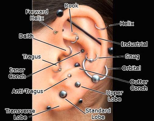 8edb663ab5443ab3e5c0f2fbf230f508--ear-piercing-guide-piercing-chart.jpg