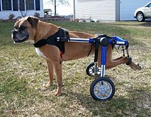 220px-Dog_Wheelchair_-_Boxer_can_Walk_and_Play_Again%21.jpg
