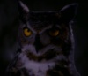 owl's Avatar