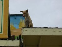 14854rooftopdoggy.JPG