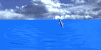 dolphin2jmp.gif