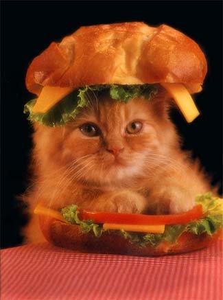 kittyburger.jpg