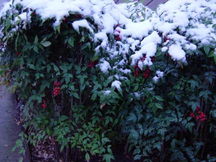 snowredberries.jpg