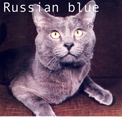 russian blueresized.jpg