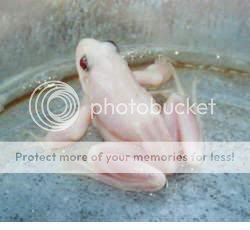 albino-frog-uk-b.jpg