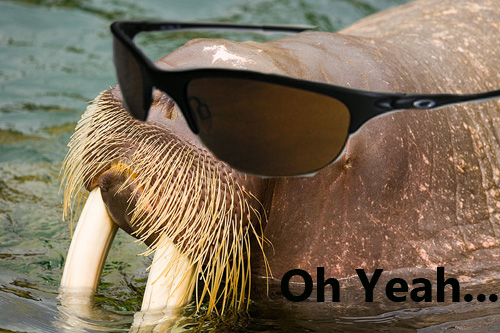 walrus-oh-yeah.jpg