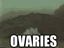 ovaries-5.gif