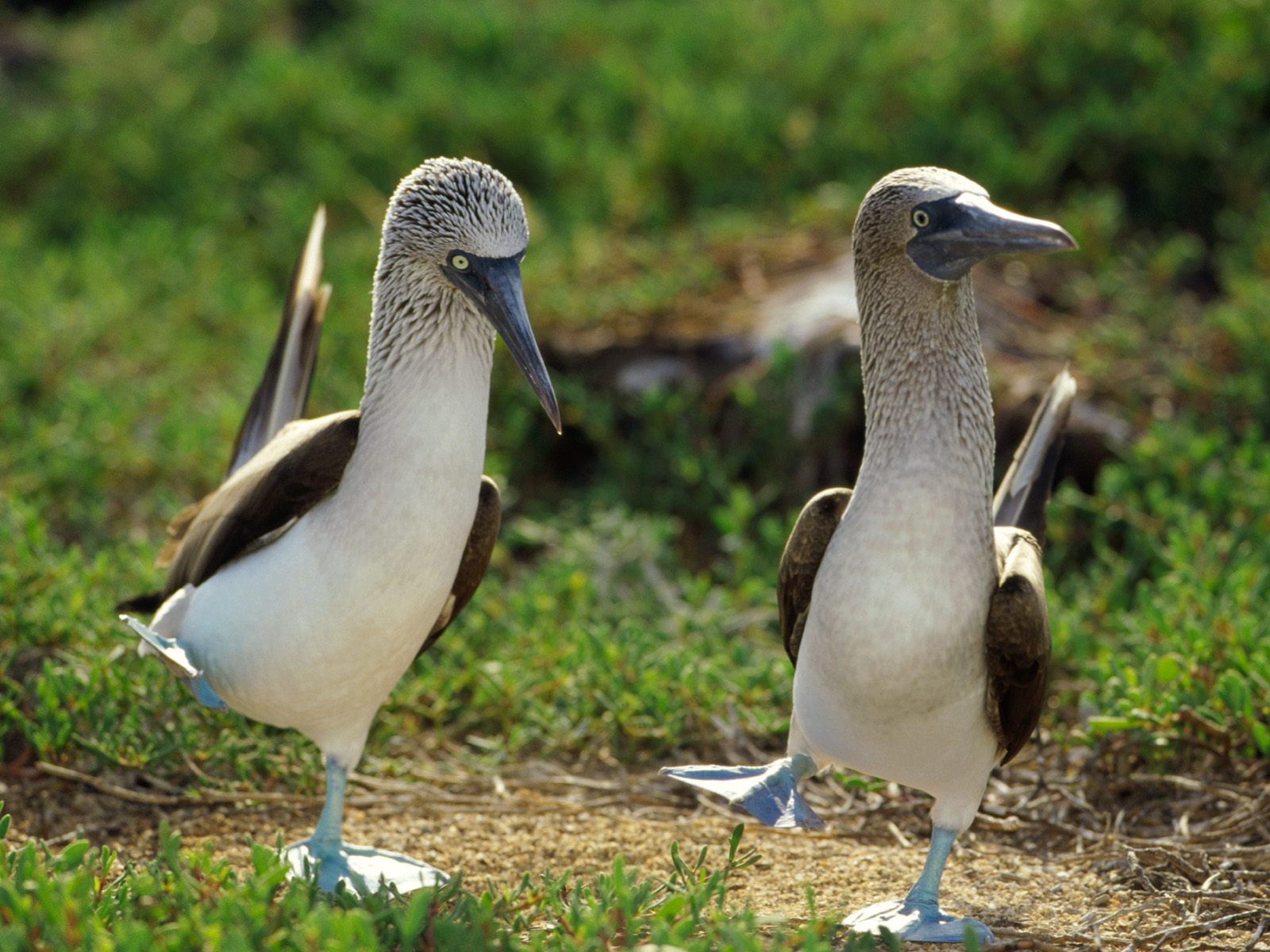 dancing-blue-footed-boobies-pictures.jpg