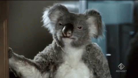koala-chewing.gif