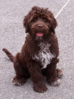 PortugueseWaterDog.jpeg