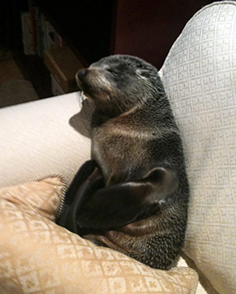 ht_baby_seal_pup_sleeping_1a_ll_111214_vblog.jpg