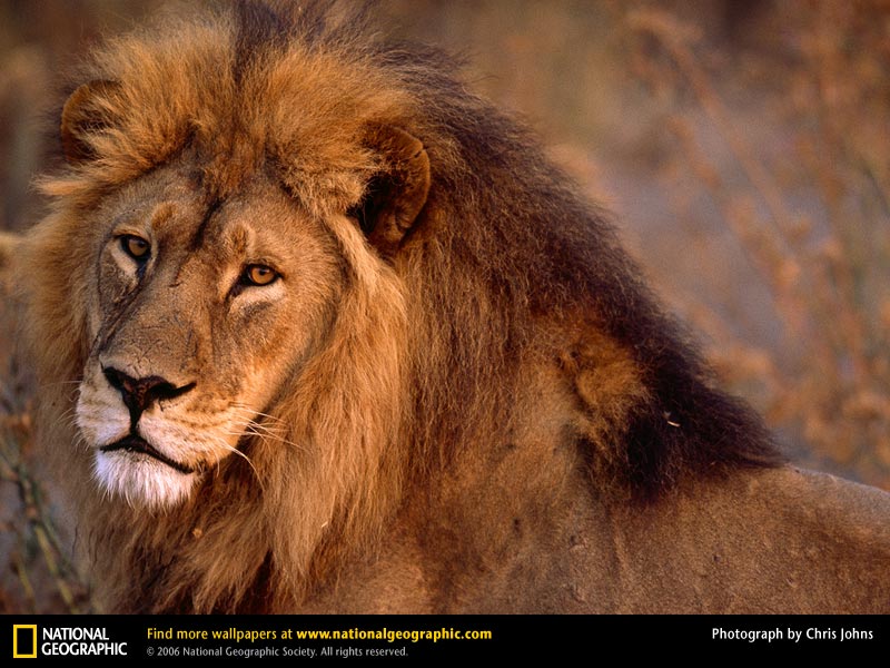 african-lion-closeup.jpg