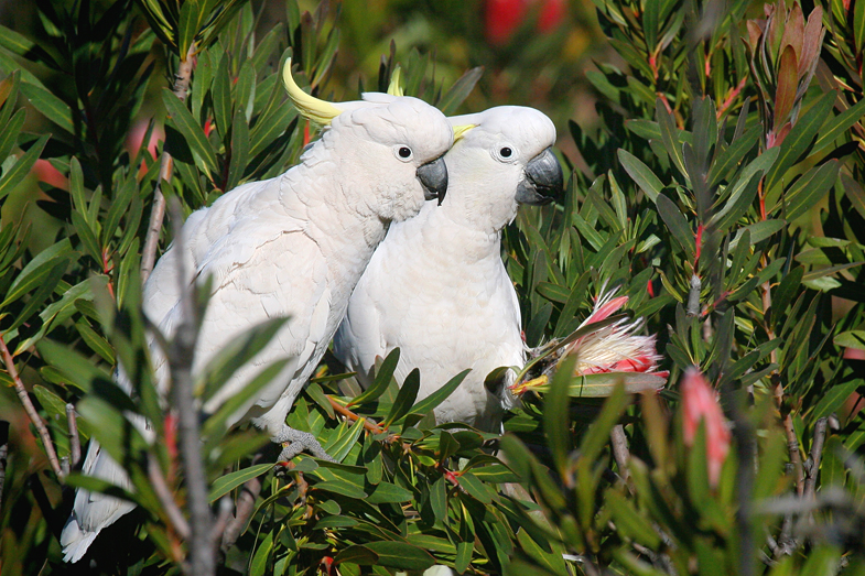 20070908210644_sulphur-crested-cockatoo.jpg