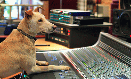 You-Don-039-t-Want-Your-Dog-Mixing-Your-Music-Francis-Buckley-Recording-Instructional-DVD-Studio-Professional-Setup-2.png