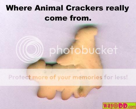 funny-pictures-where-animal-cracker.jpg