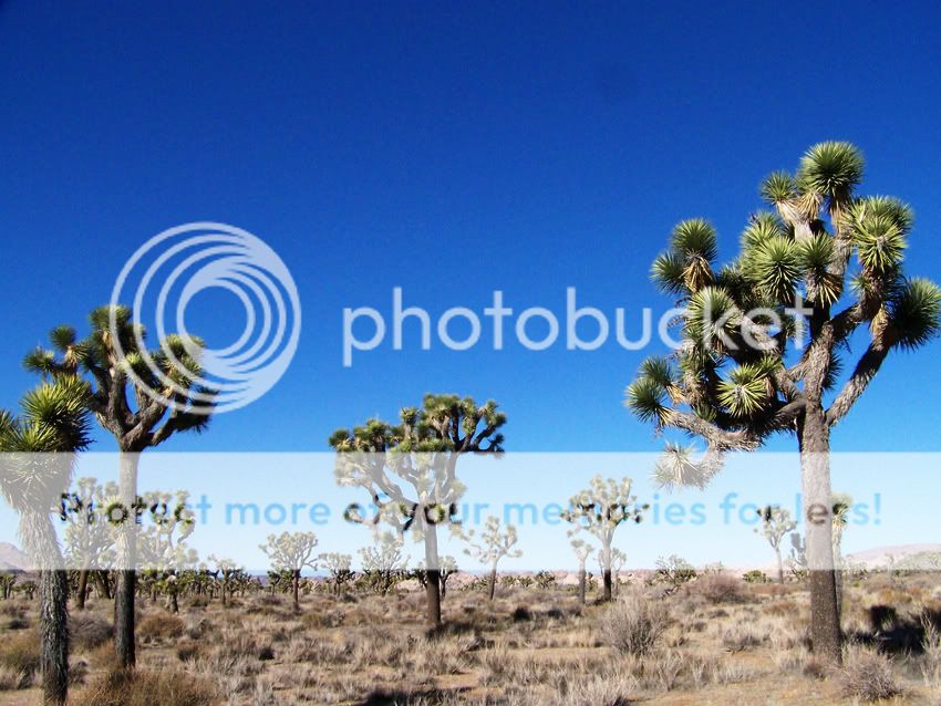 joshuatreenationalpark1-19-089.jpg