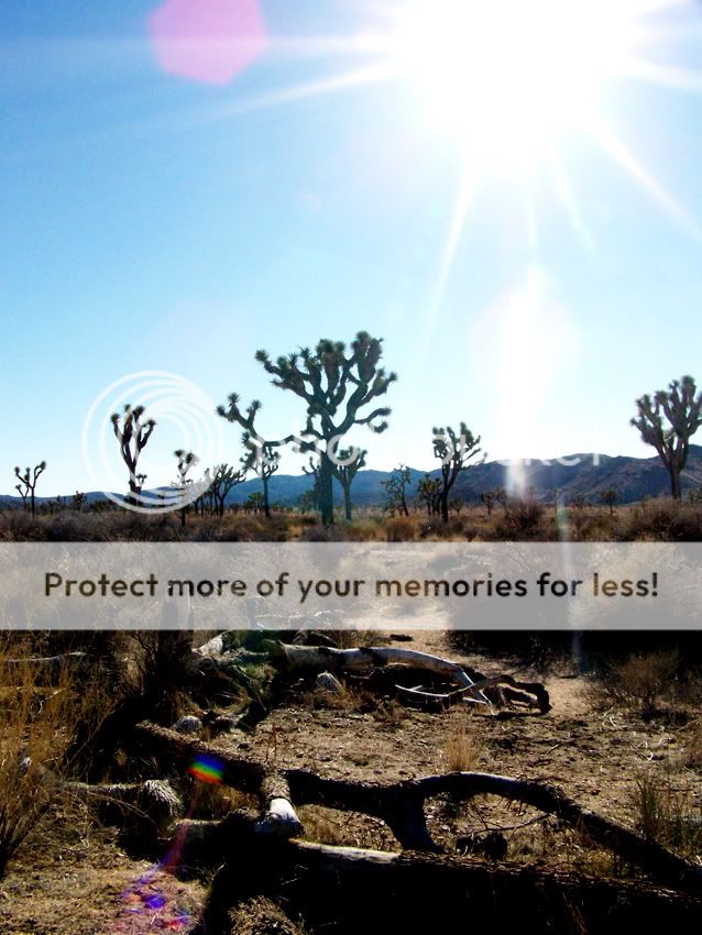 joshuatreenationalparksun1-19-085.jpg