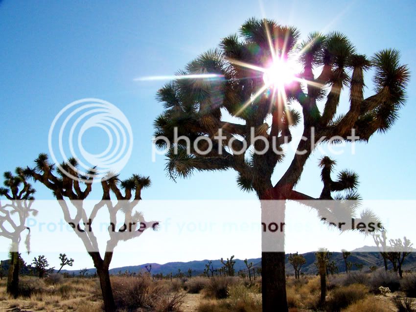 joshuatreenationalparksun1-19-089.jpg